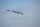 Freewing B-2 Spirit Bomber EPO 2200mm PNP