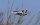 Freewing F-14 Tomcat EPO 1250mm KIT+